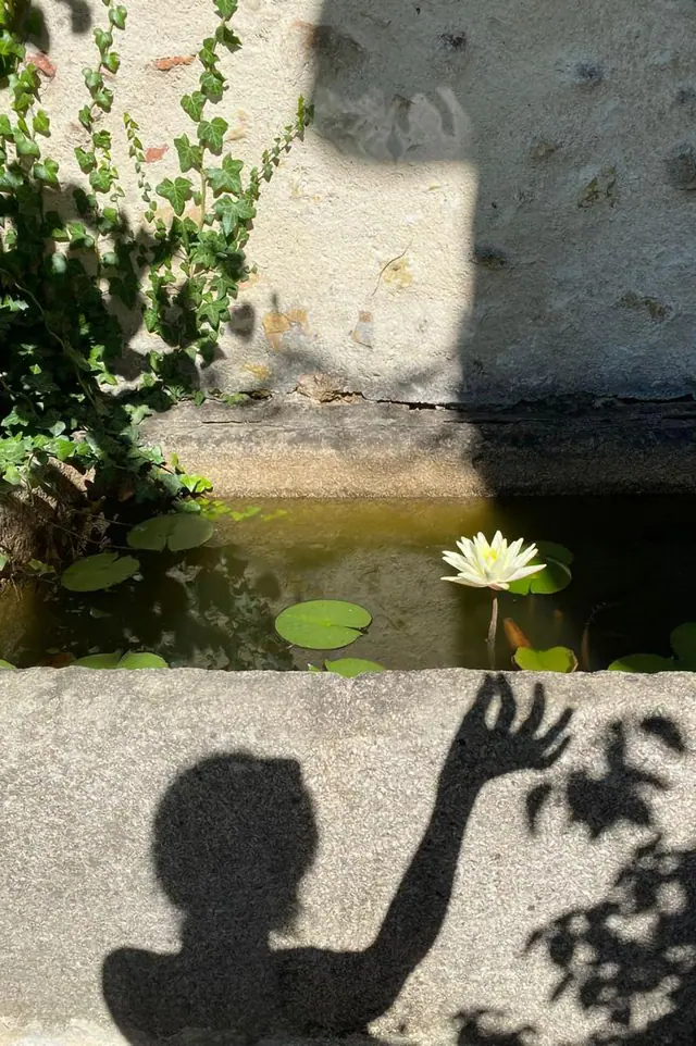 Un nénuphar en fleur sur le bassin du jardin